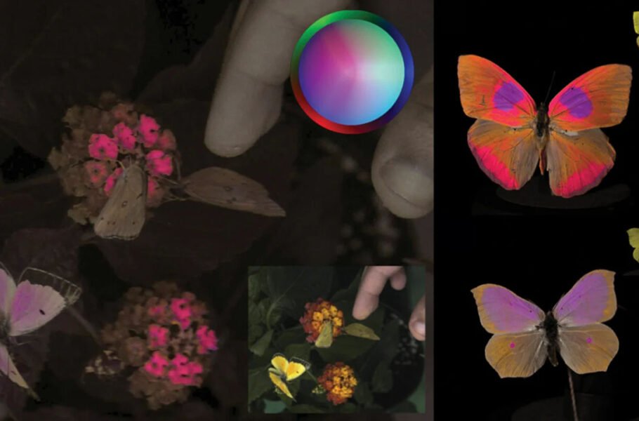 سیستم نمایش رنگ‌ها از دید حیوانات