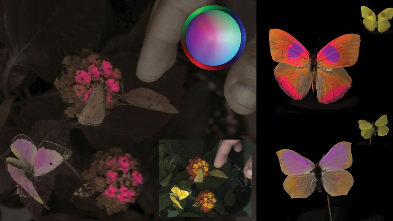 سیستم نمایش رنگ‌ها از دید حیوانات