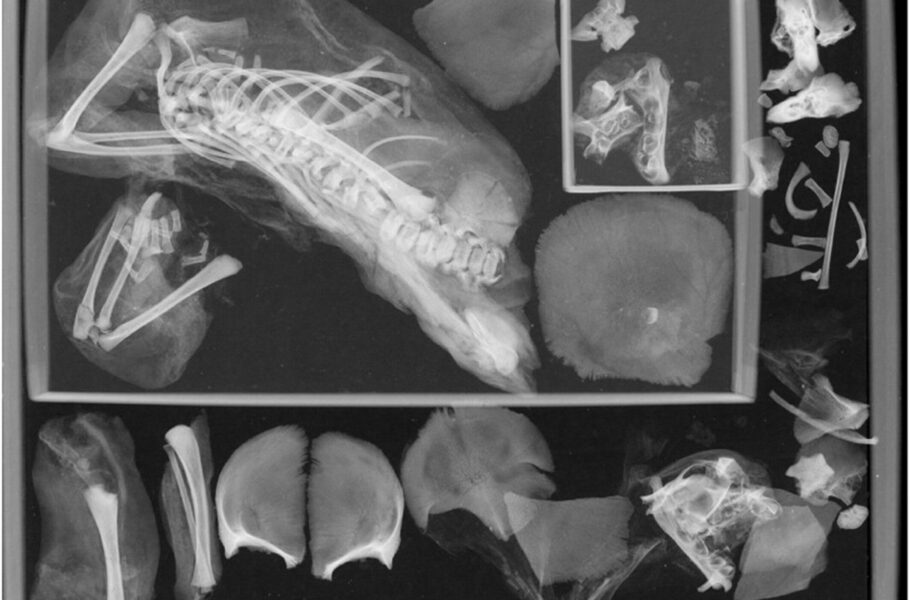 جنین دوقلو داخل مومیایی