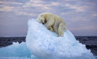 عکس برنده جایزه خرس قطبی