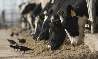 آنفولانزای پرندگان در گاوها