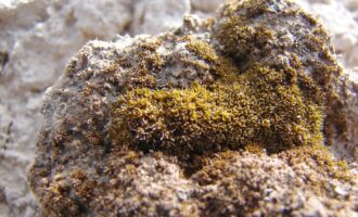 خزه در مریخ