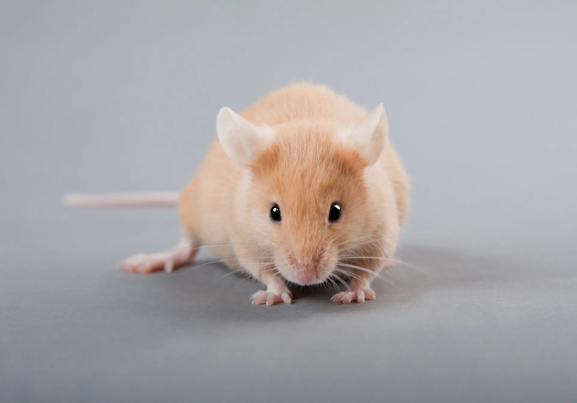 mice
