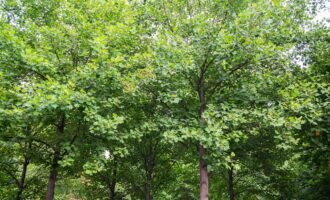 چوب درخت لاله برای جذب کربن