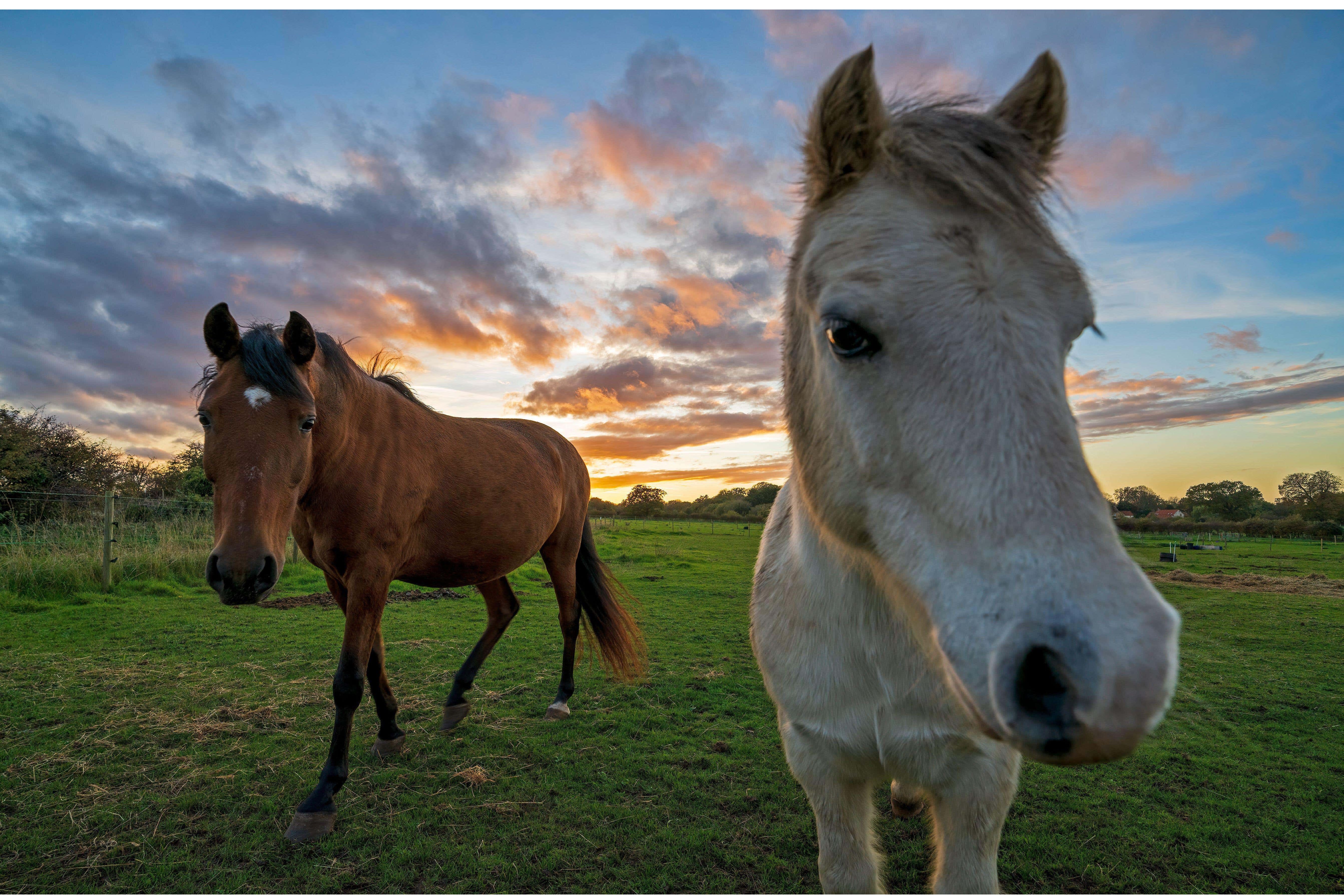 HORSE۱