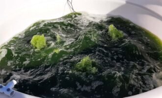 جلبک کارخانه زیستی