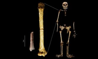 فسیل‌های هابیت