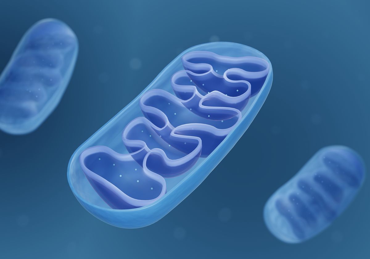 DNA میتوکندریایی