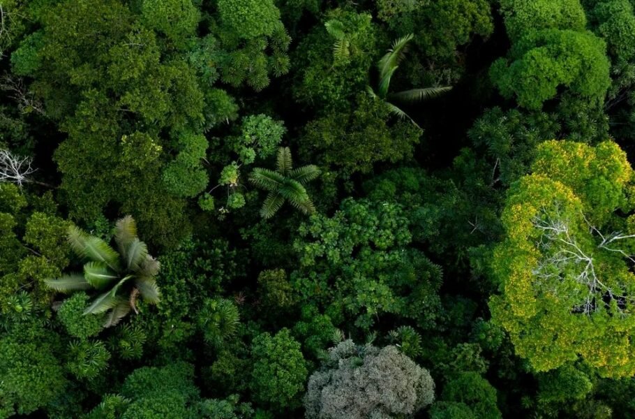 ترجمه زبان گیاهان