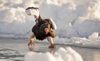 مسابقه عکاسی کمدی حیات وحش 2024