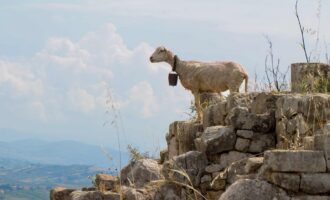 ردیابی حیوانات برای پیش‌بینی بلایای طبیعی