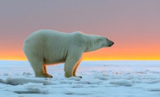 یخ‌ قطب شمال