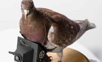 کبوتر جاسوس