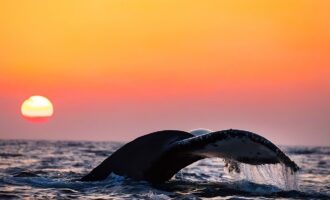 عکاسی دریایی 2024