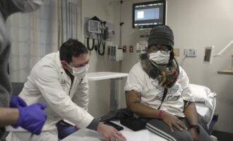 پیوند عضو خوک