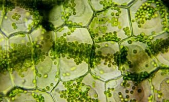 فتوسنتز چیست و چگونه انجام می‌شود؟