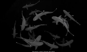 مسابقه عکاسی زیر آب