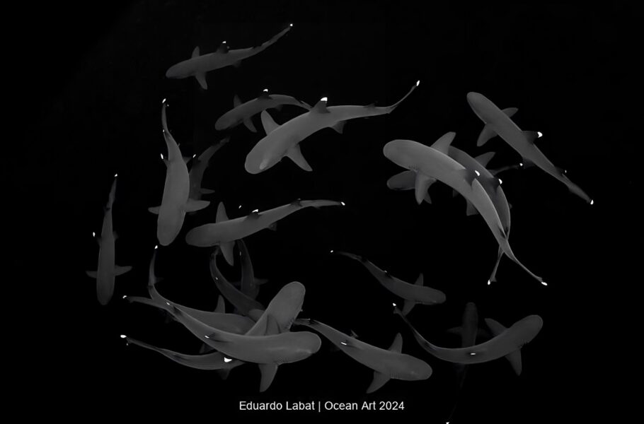 مسابقه عکاسی زیر آب