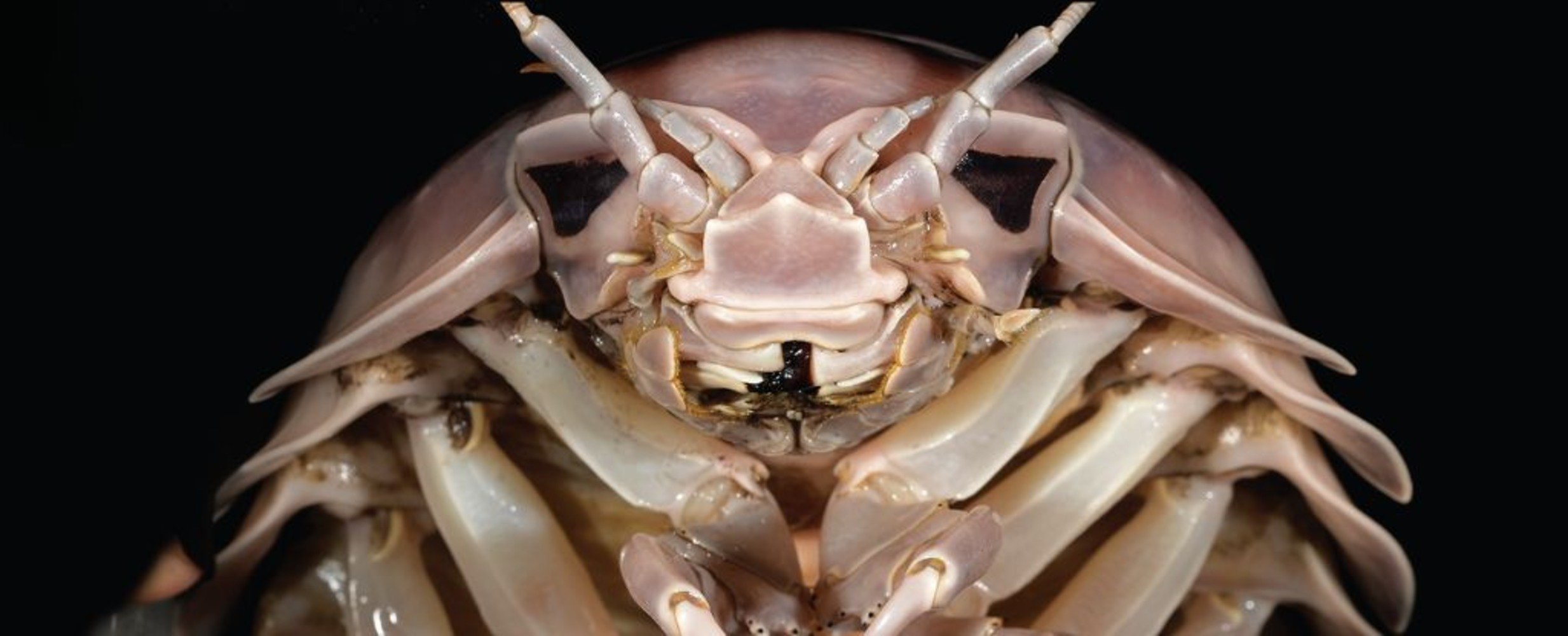 Bathynomus vaderi