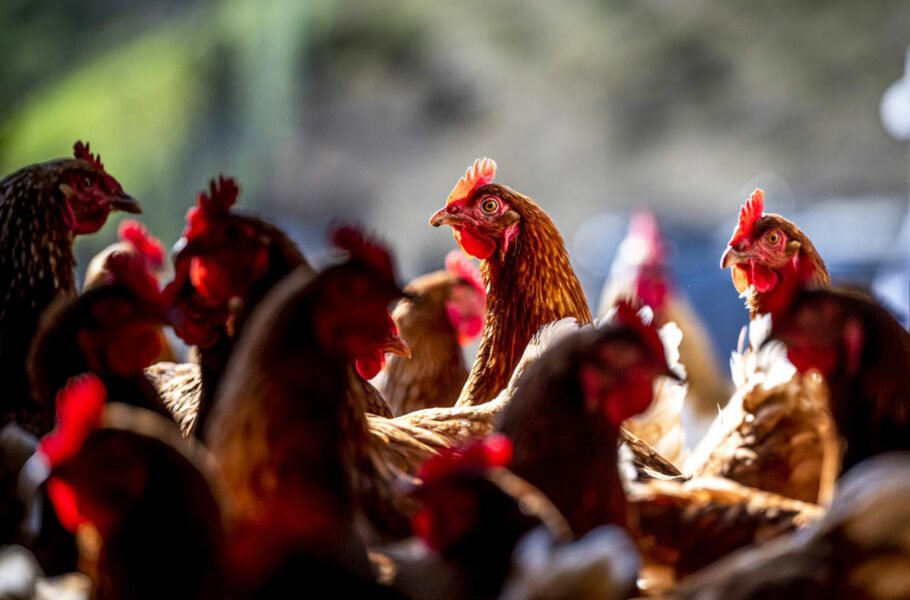 آنفلوآنزای پرندگان