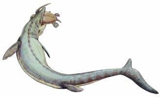 فسیل موساسور