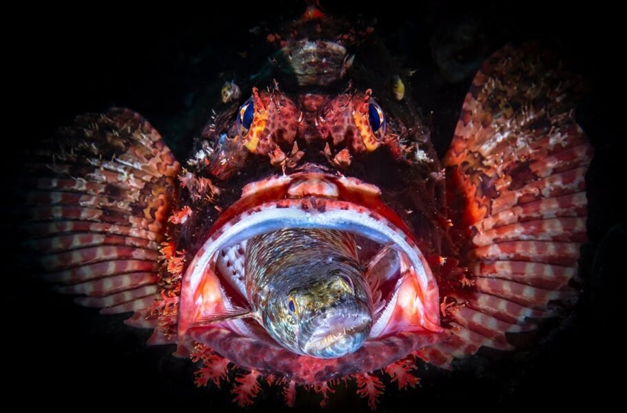 مسابقه عکاسی زیر آب